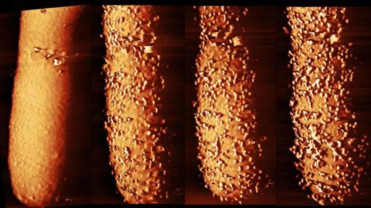 IE اولین تصویر جهان از روند تخریب باکتری توسط آنتیبیوتیک - نیعان مگ