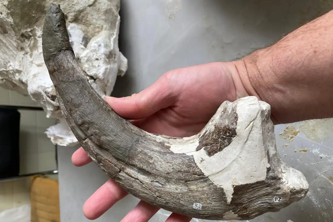 SEI_267316207 کشف دایناسور جدیدی که در دهانش یک کروکودیل داشت! - نیعان مگ