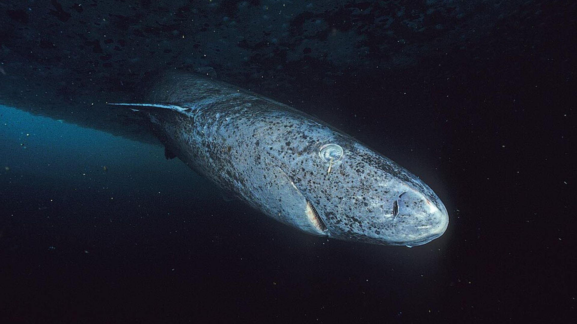 جانور سرسخت