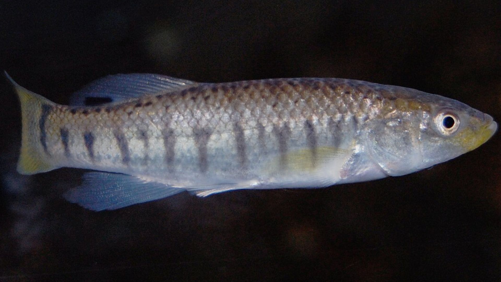 جانور سرسخت