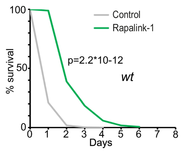 A New Class of Drug Created That Fights Aging on a Cellular Level داروی جدیدی ساخته شده که با پیری در سطح سلولی مبارزه میکند - نیعان مگ