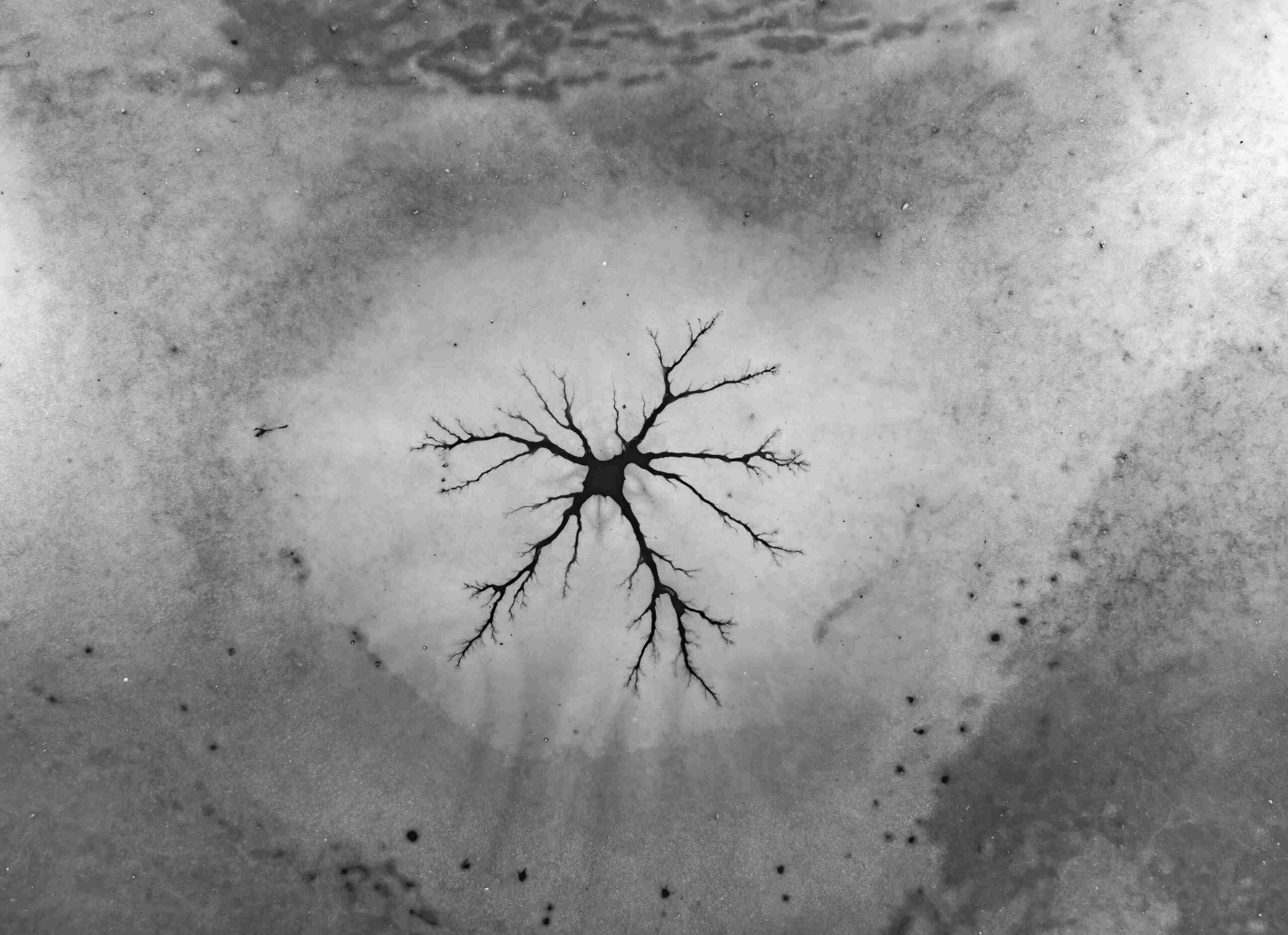 scientists-found-a-strange-lifeform-under-arctic-ice1 قطب شمال