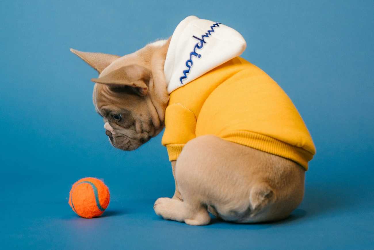 dogs addictions to toys اعتیاد سگ ها به اسباببازیهایشان