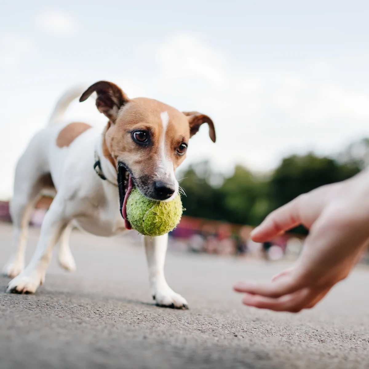 dogs and their toys بازی با سگ ها
