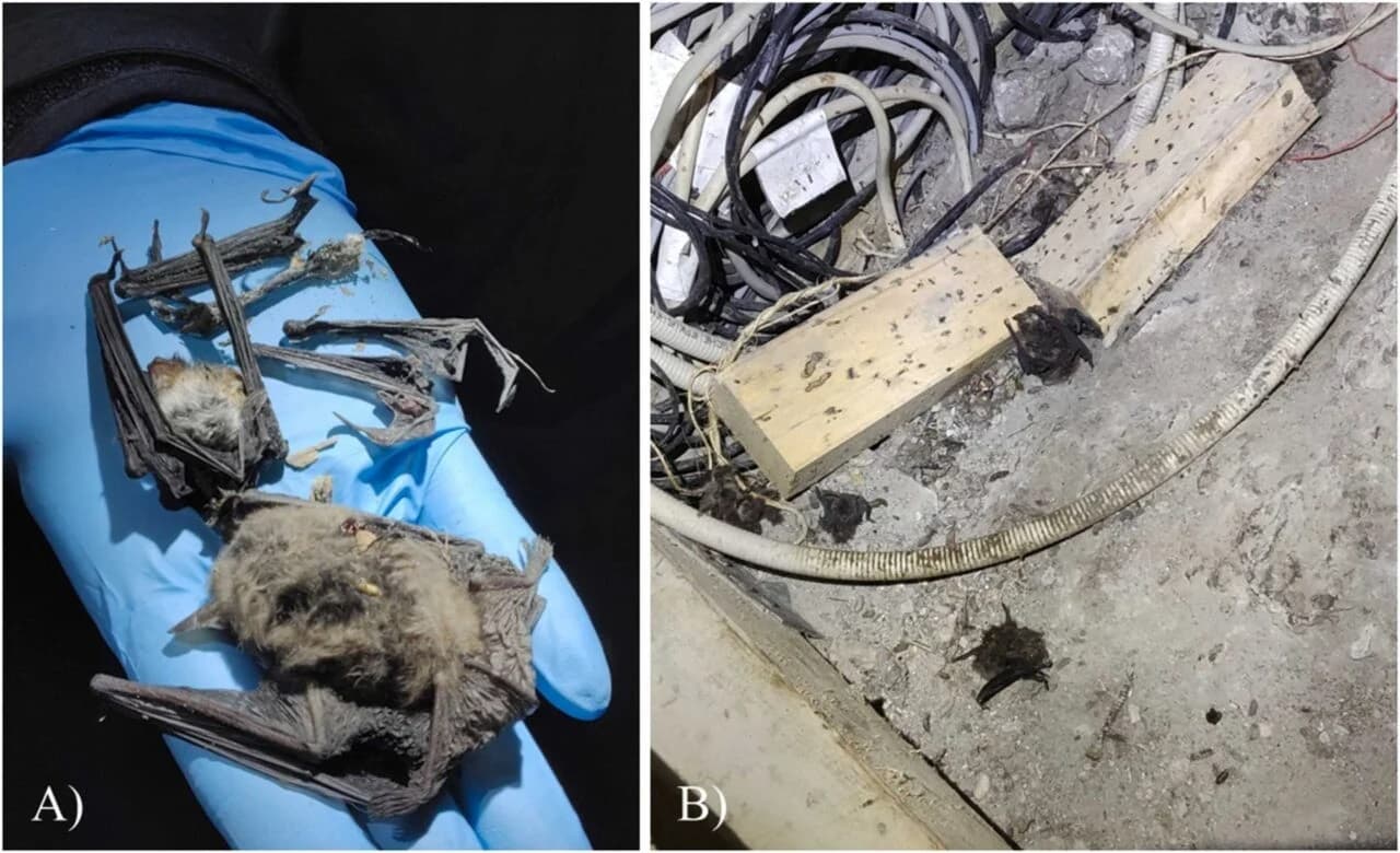 Horrifying Video Shows Rats Snatching Bats Midair and Scientists Are Seriously Concerned صحنهای باورنکردنی: موشهایی که خفاشهای در هوا را شکار میکنند! - نیعان مگ