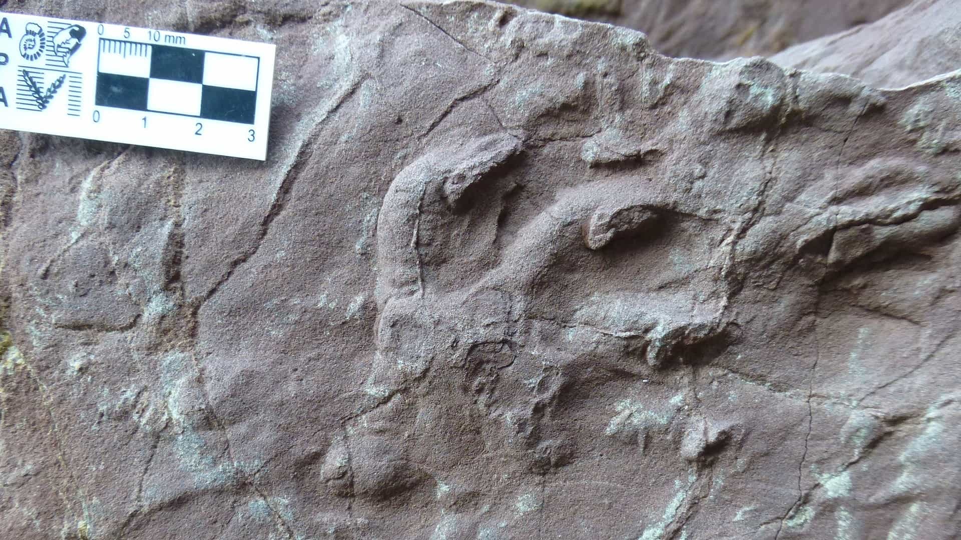 270-million-year-old-fossil-tracks1 فسیلهای ۲۷۰ میلیون ساله