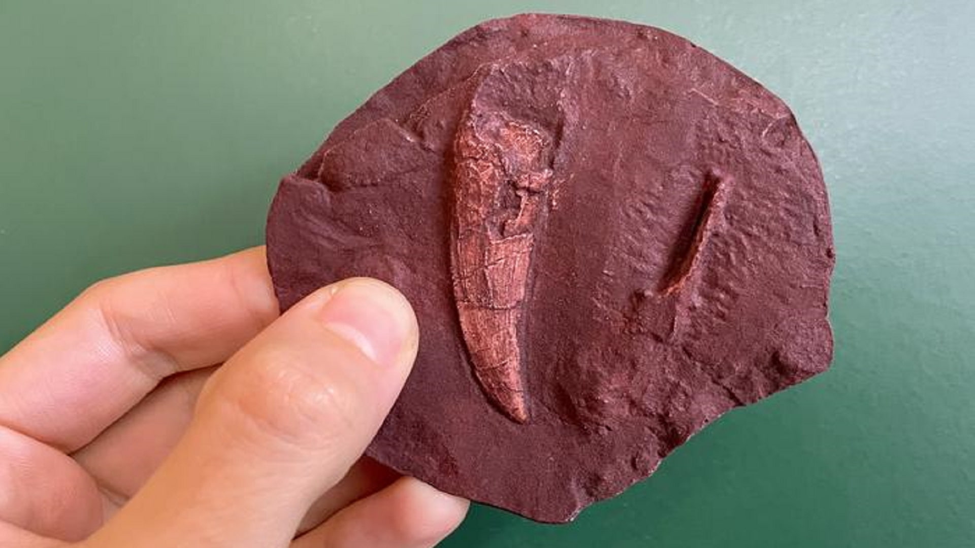 270-million-year-old-fossil-tracks2 فسیلهای ۲۷۰ میلیون ساله