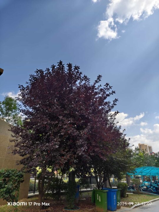 Xiaomi 17 Pro Max vs iPhone 17 Pro Max vs Galaxy S25 Ultra camera test2 مقایسه دوربین شیائومی ۱۷ پرو مکس در برابر آیفون ۱۷ پرو مکس و گلکسی S25 اولترا - نیعان مگ