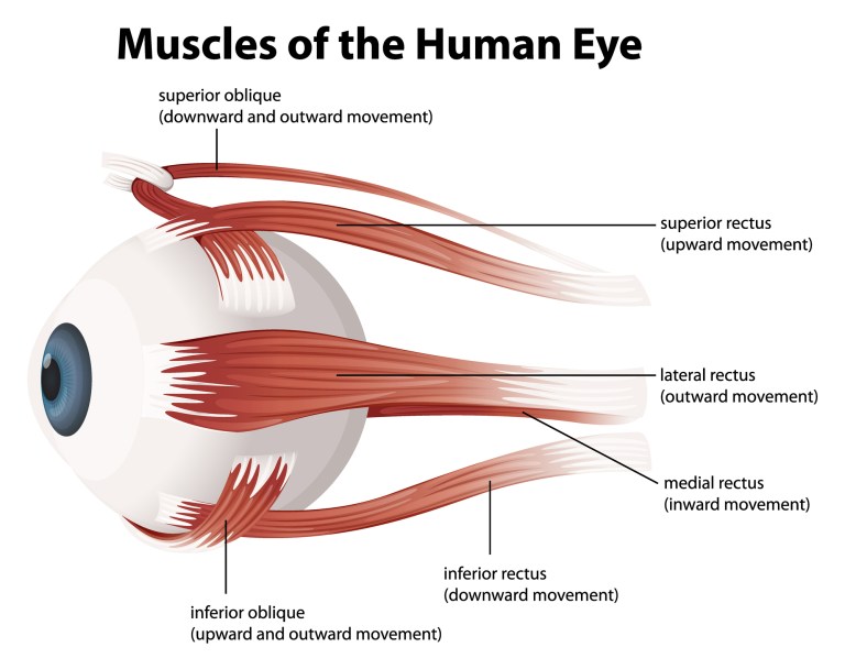 1000014247 آیا لوچ کردن چشمها واقعاً برای انسان مضر است؟ - نیعان مگ