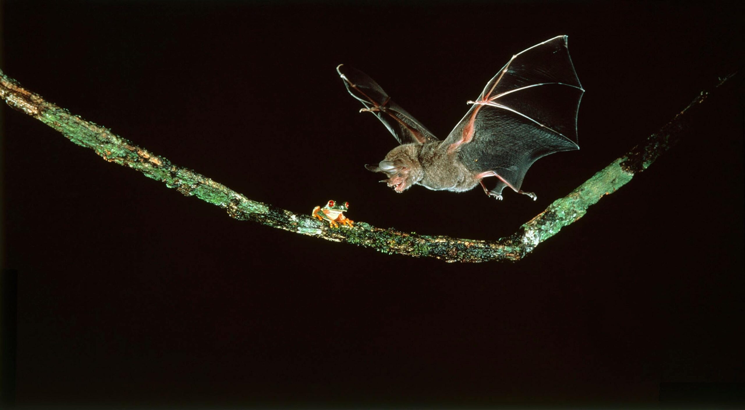 فففف از کمین تا حمله برقآسا؛ این خفاش کوچک مرگبارترین شکارچی جهان است - نیعان مگ