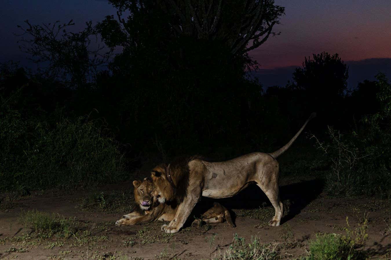 این شیر سه‌پا، روشی کاملاً غیرمنتظره‌ برای شکار آموخته است - نیعان مگ
