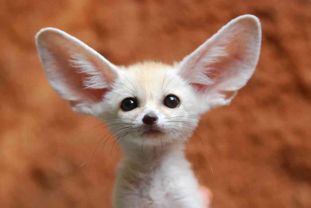 Fennec fox 1 بامزهترین حیوانات جهان. روباه فنک