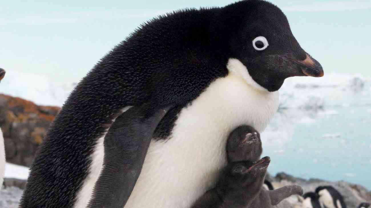 Adélie penguin 1 بامزهترین حیوانات جهان؛ پنگوئن آدلی