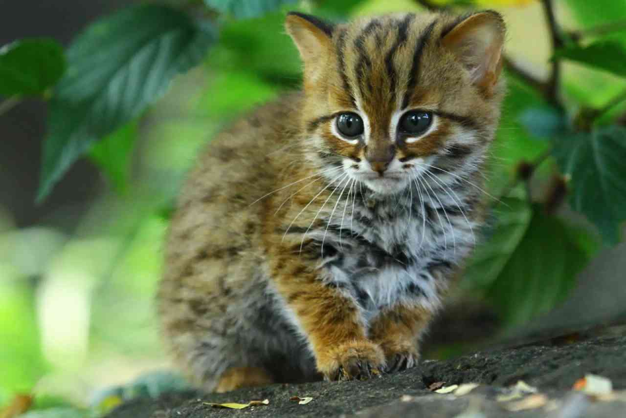 Rusty-spotted cat بامزهترین حیوانات جهان؛ گربه خال زنگی