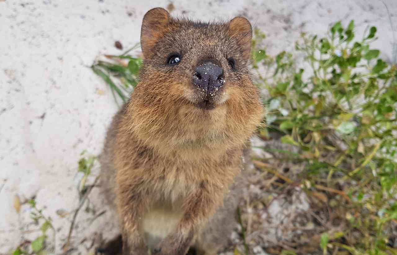 Quokka 2 بامزهترین حیوانات جهان. پاندای غول پیکر