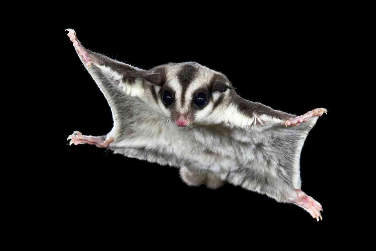 Sugar glider حیوانات بامزه؛ گلایدر شکری