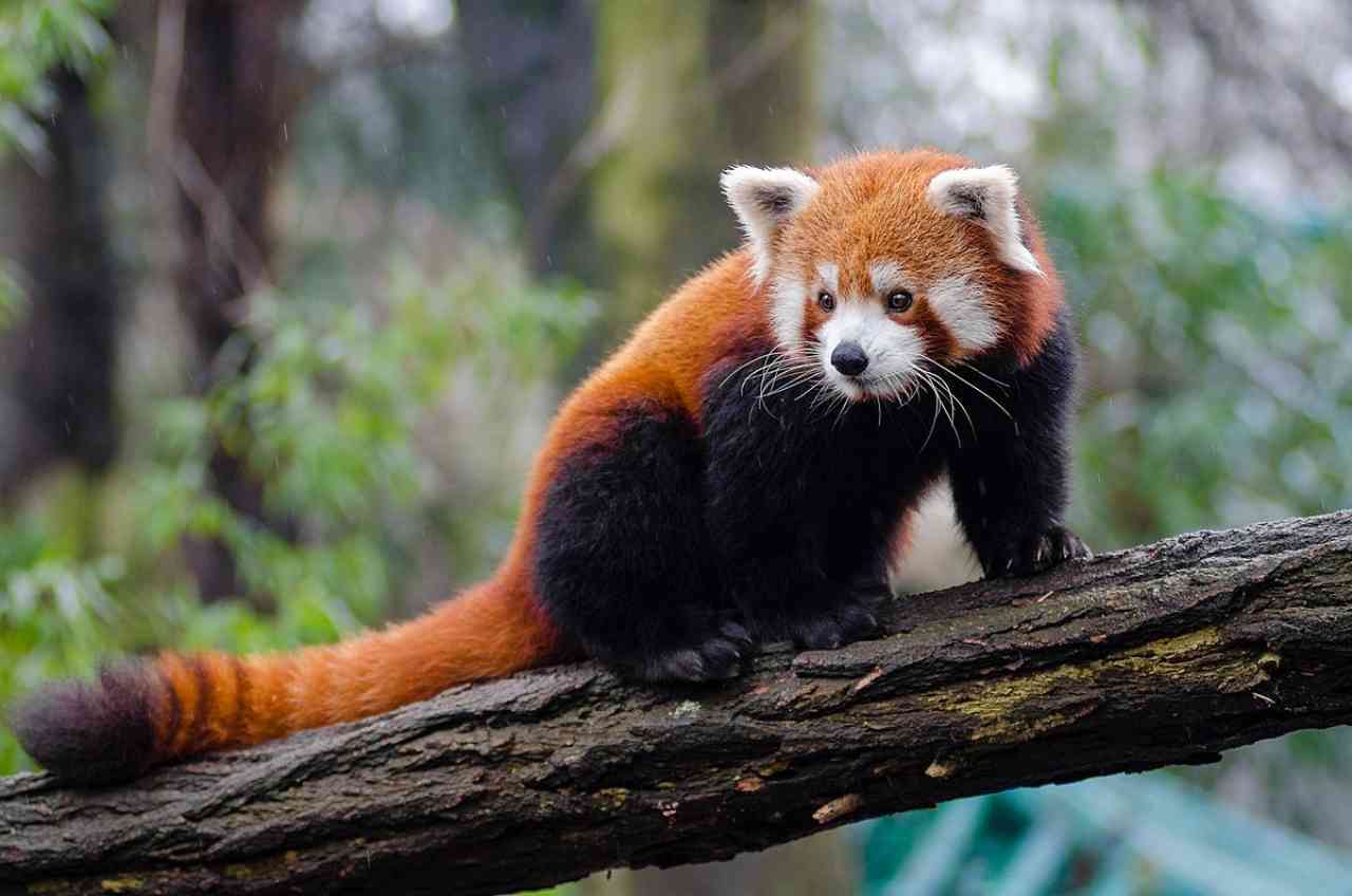 Red panda 1 حیوانات بامزه؛ پاندای قرمز