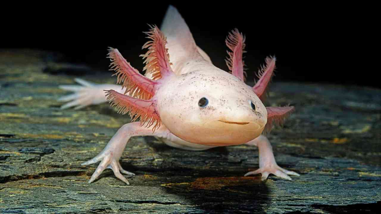 Axolotl 1 حیوانات بامزه؛ آکسلوتل