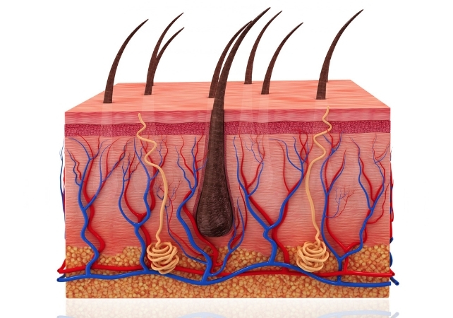 hair_follicle_diagram_642 دارویی موثر برای ریزش اما با عوارض جدی - نیعان مگ