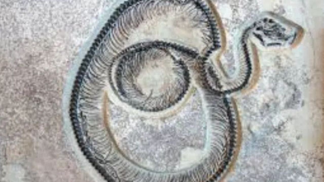 2 دانشمندان فسیلی متعلق به یک مار ۴۷ میلیون ساله را در هند کشف کردند - نیعان مگ