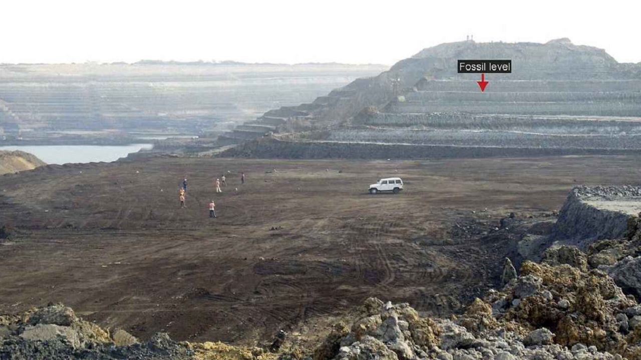 3 دانشمندان فسیلی متعلق به یک مار ۴۷ میلیون ساله را در هند کشف کردند - نیعان مگ