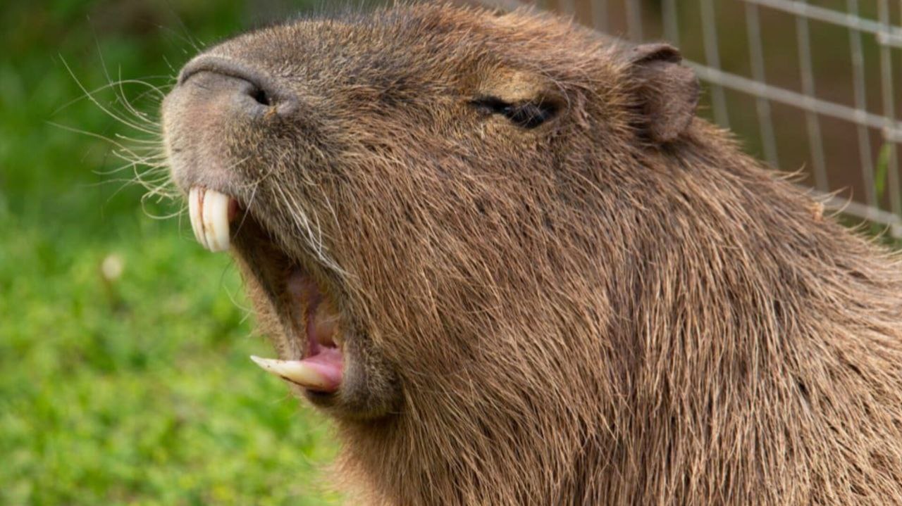 2 چرا کروکودیلها کپیباراها را شکار نمیکنند؟ - نیعان مگ