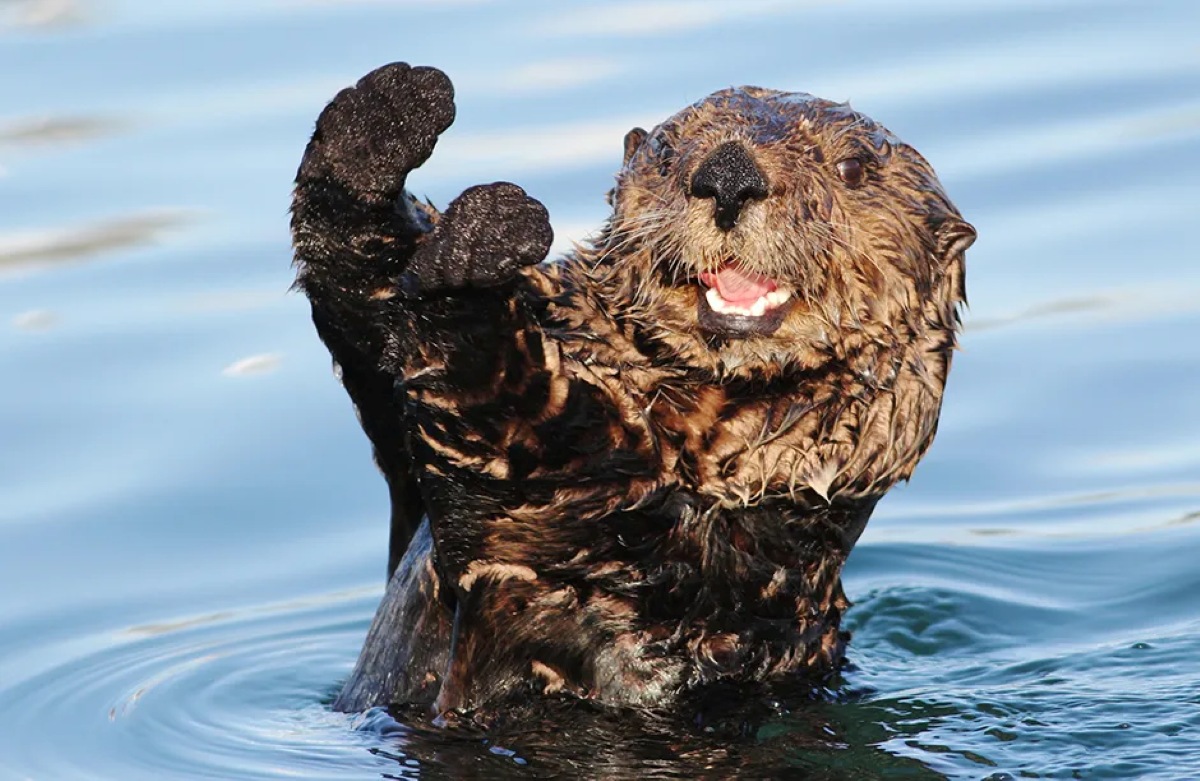 Feisty-sea-otter ۱۰ حیوان شکارچی عجیب که لایق فیلم ترسناک اختصاصی خود هستند - نیعان مگ