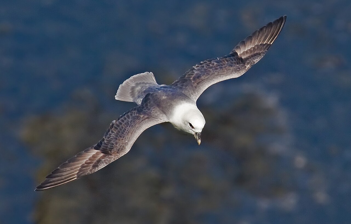 Northern-Fulmar ۱۰ حیوان شکارچی عجیب که لایق فیلم ترسناک اختصاصی خود هستند - نیعان مگ