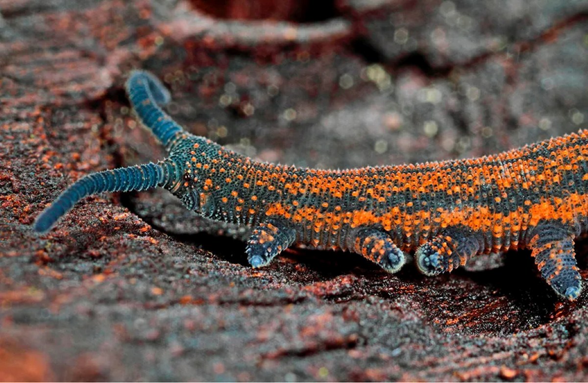 Velvet-Worm ۱۰ حیوان شکارچی عجیب که لایق فیلم ترسناک اختصاصی خود هستند - نیعان مگ