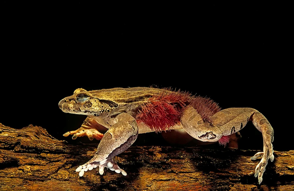 Hairy-frog ۱۰ حیوان شکارچی عجیب که لایق فیلم ترسناک اختصاصی خود هستند - نیعان مگ