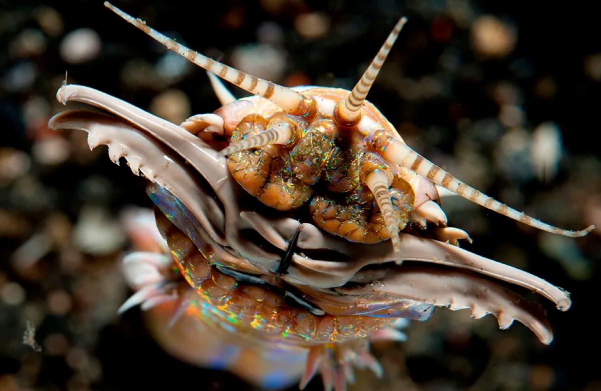 bobbit-worm ۱۰ حیوان شکارچی عجیب که لایق فیلم ترسناک اختصاصی خود هستند - نیعان مگ