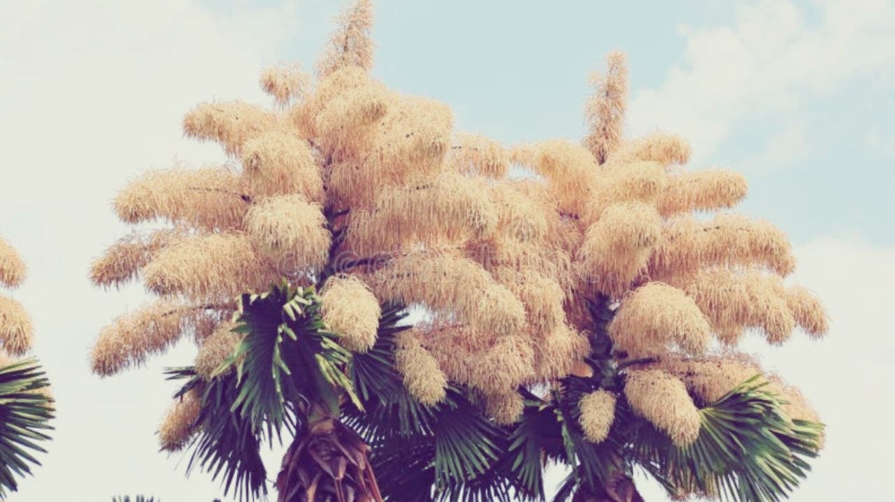 photo_5874985902373800740_y درخت نخلی که یک بار برای اولین و آخرین بار شکوفه میدهد - نیعان مگ