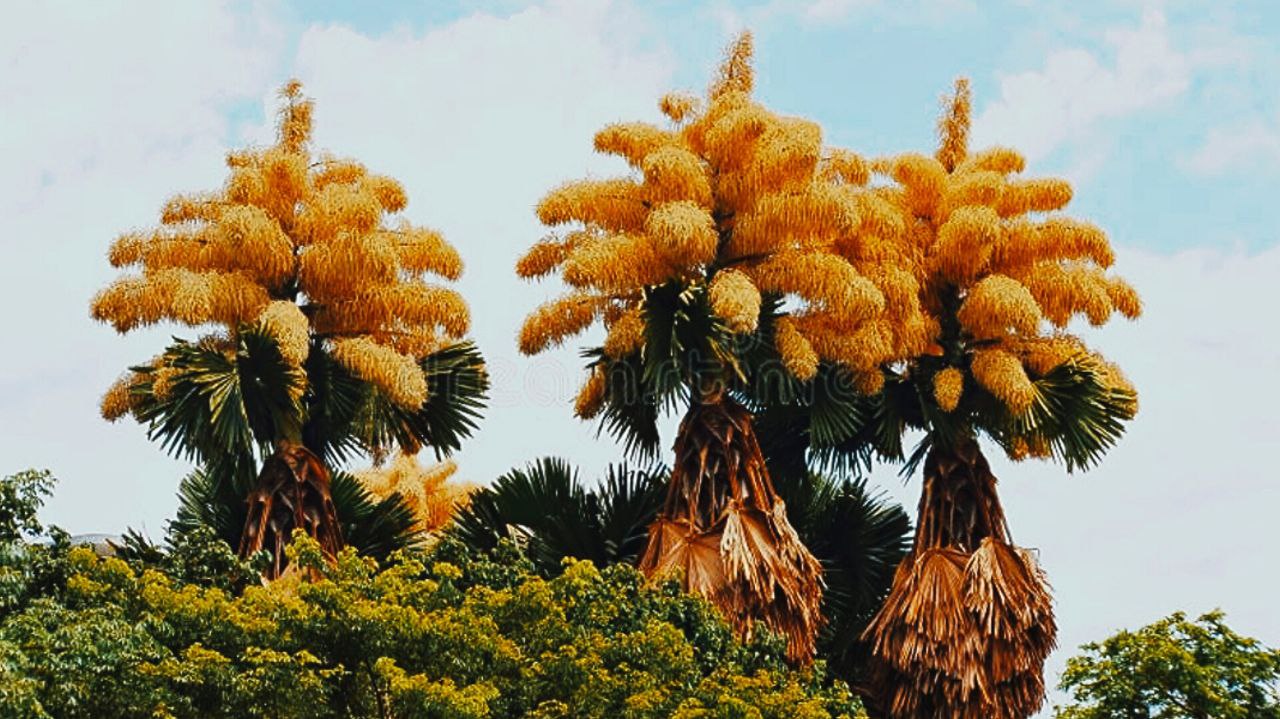 photo_5874985902373800741_y درخت نخلی که یک بار برای اولین و آخرین بار شکوفه میدهد - نیعان مگ