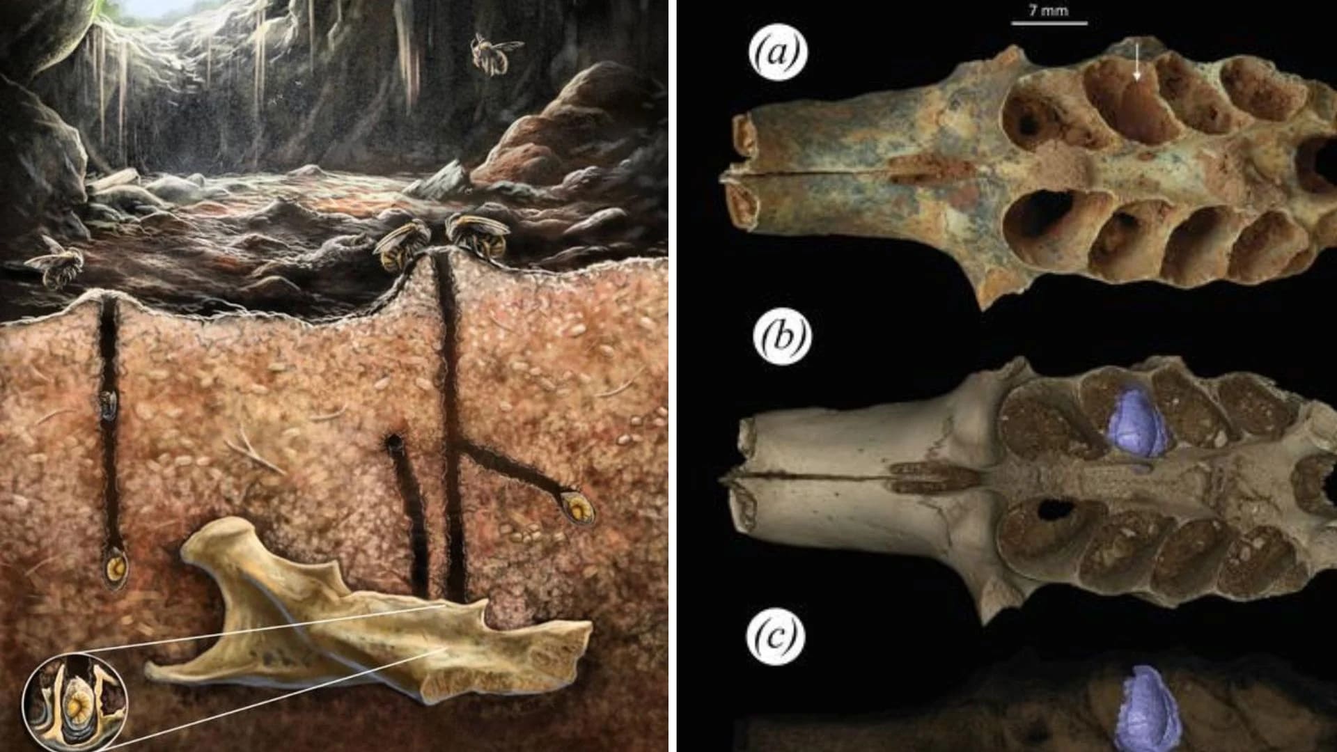 1000016913 فسیلهای ۲۰,۰۰۰ ساله نشان میدهند زنبورهای باستانی در استخوانها لانه ساخته بودند - نیعان مگ