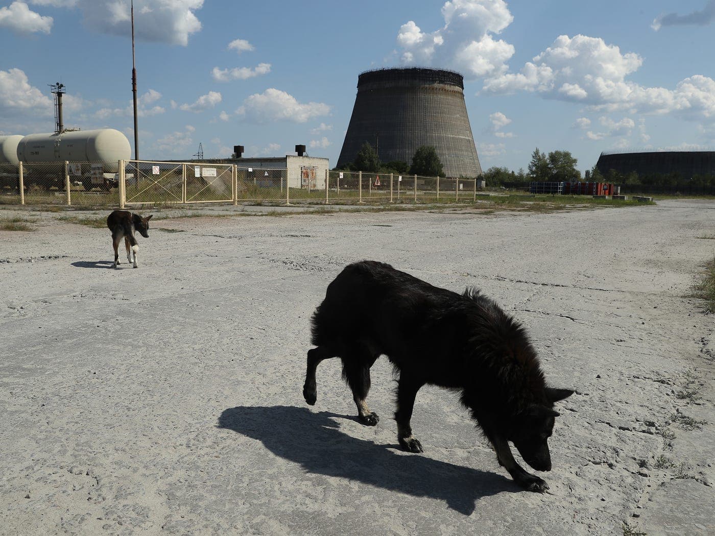 سگ‌های چرنوبیل